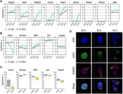 Dynamic Changes of Gene Expression in Mouse Mural Trophectoderm Regulated by Cdx2 During Implantation